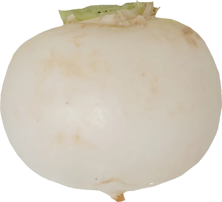 カブ（小カブ）（プランター栽培の様子）